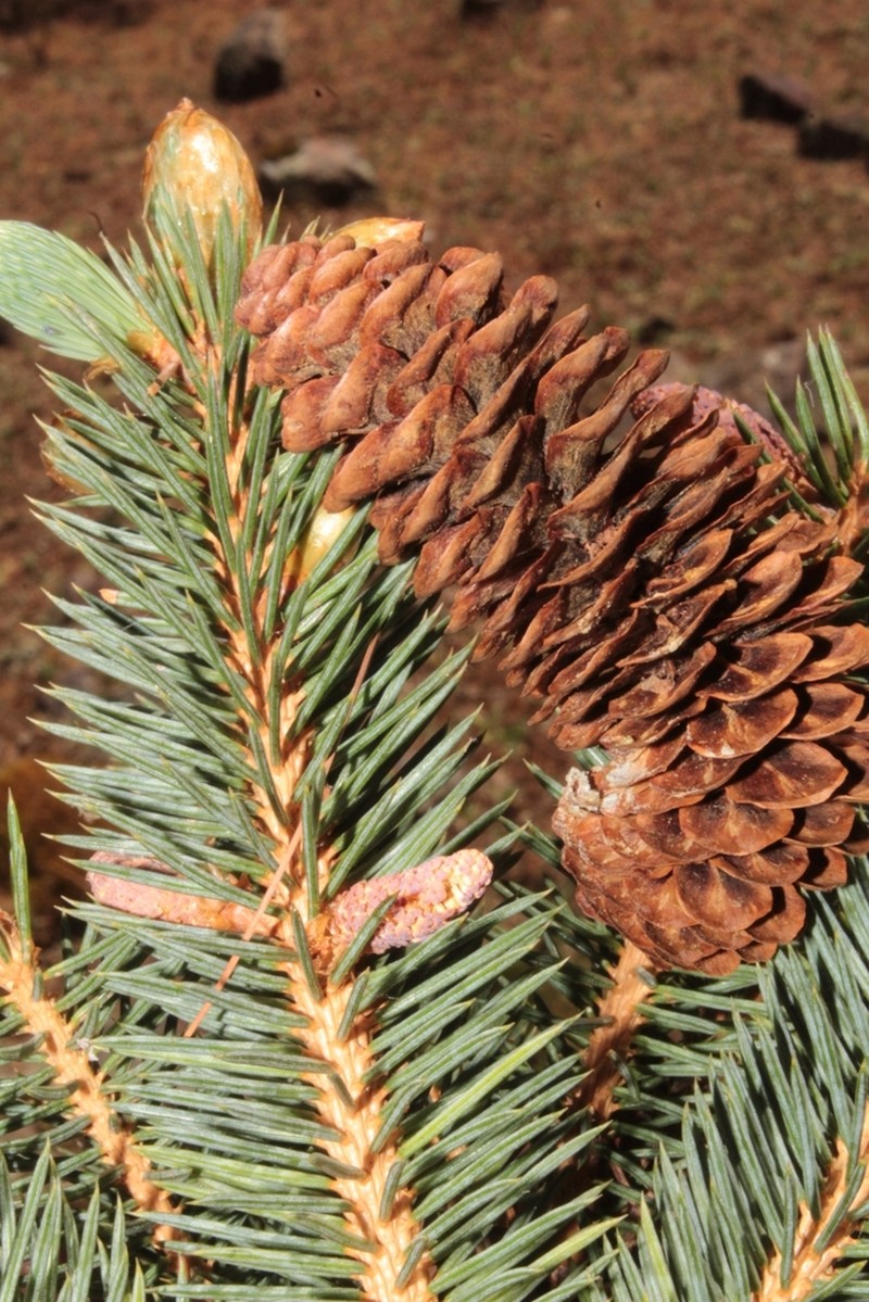 Picea chihuahuana photo 4
