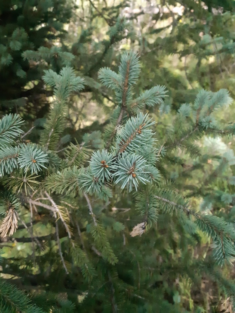 Picea chihuahuana photo 5