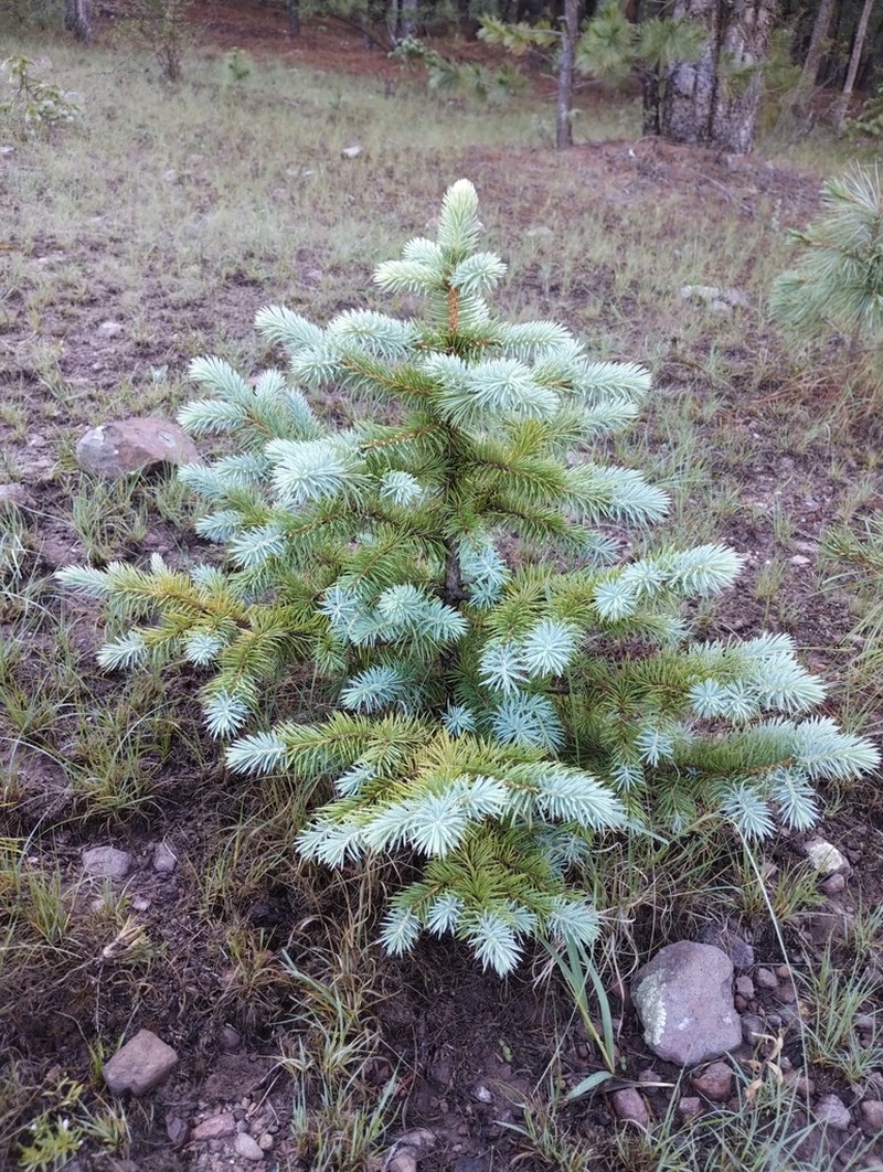 Picea chihuahuana photo 6