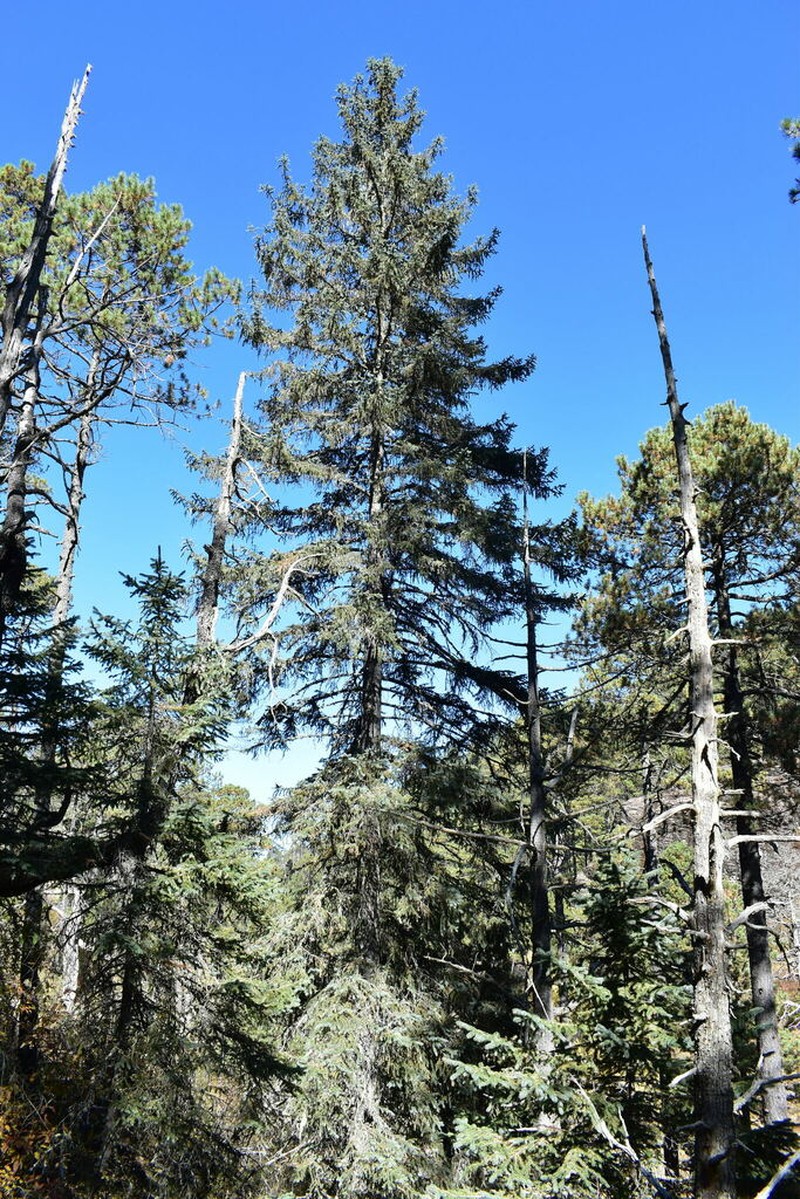 Picea chihuahuana photo 7