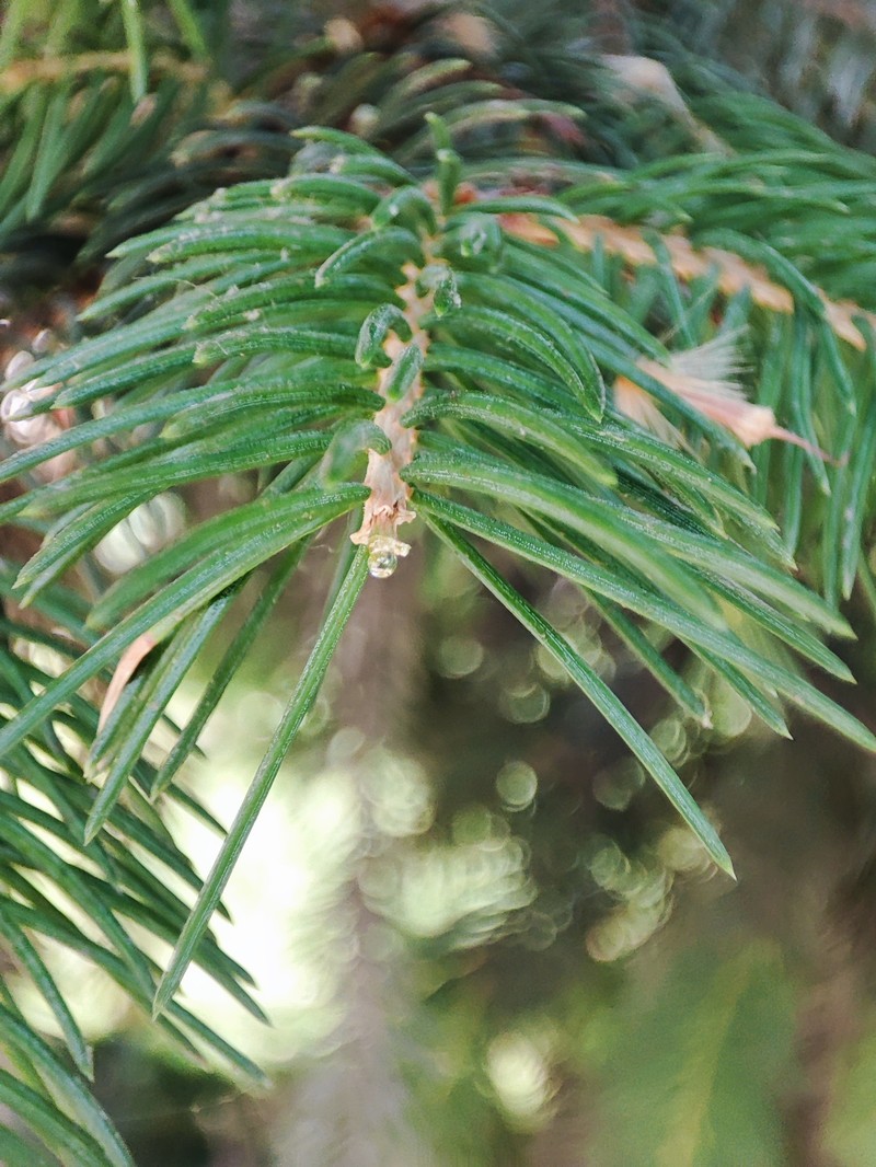 Picea crassifolia