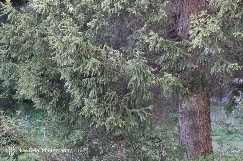 Picea crassifolia photo 2