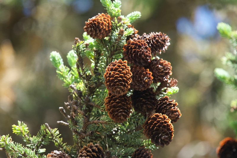 Picea crassifolia photo 3