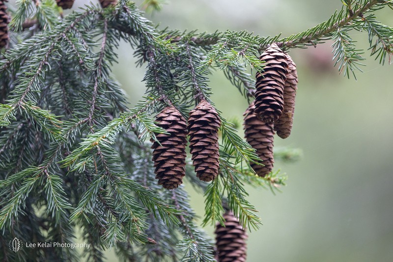 Picea crassifolia photo 4