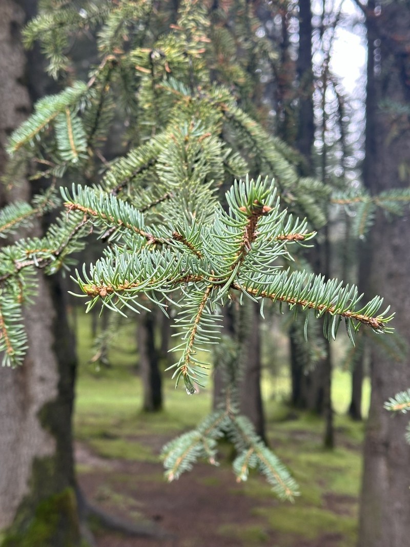 Picea crassifolia photo 5