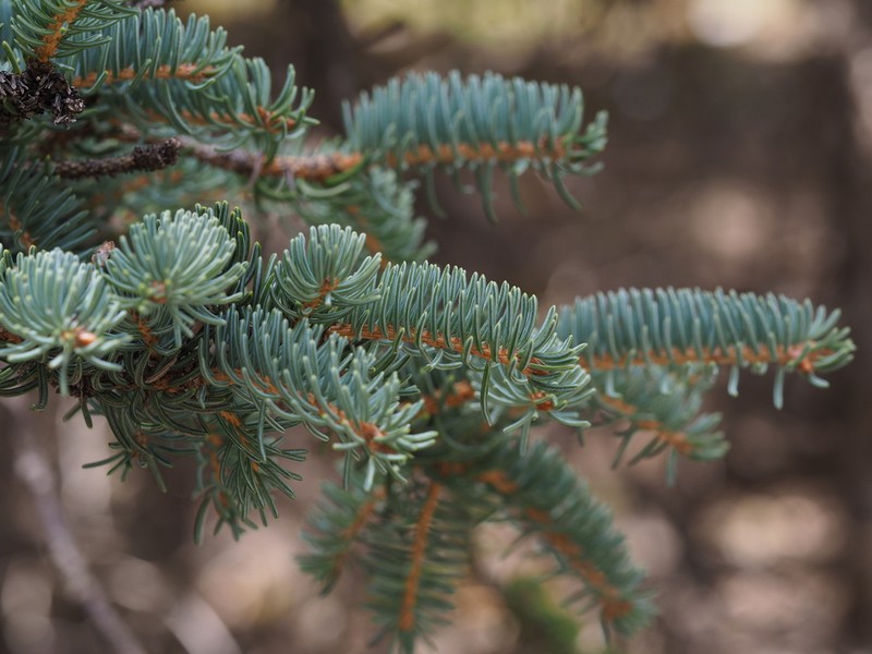 Picea crassifolia photo 6