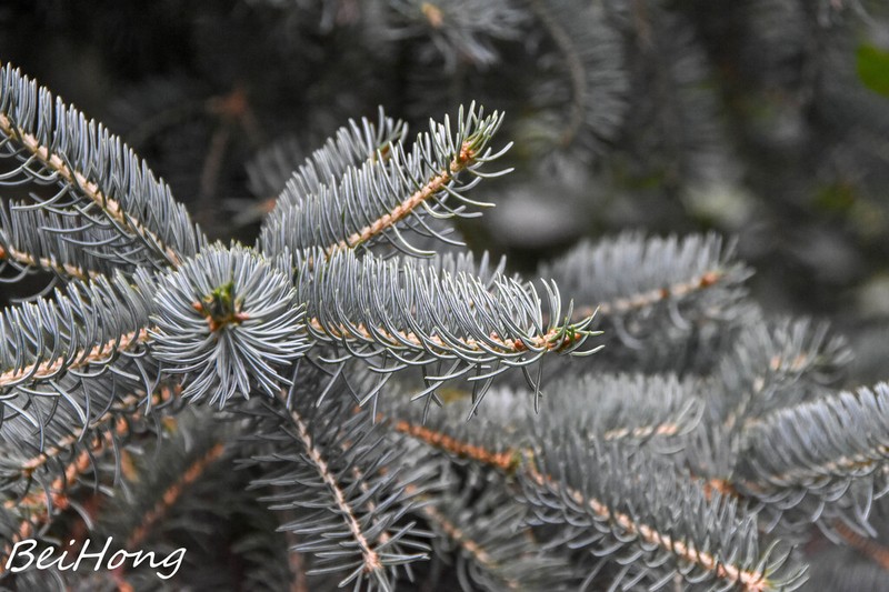 Picea crassifolia photo 7