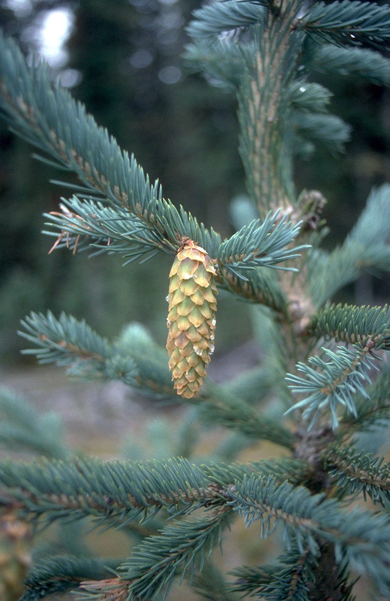 Engelmann Spruce photo 2