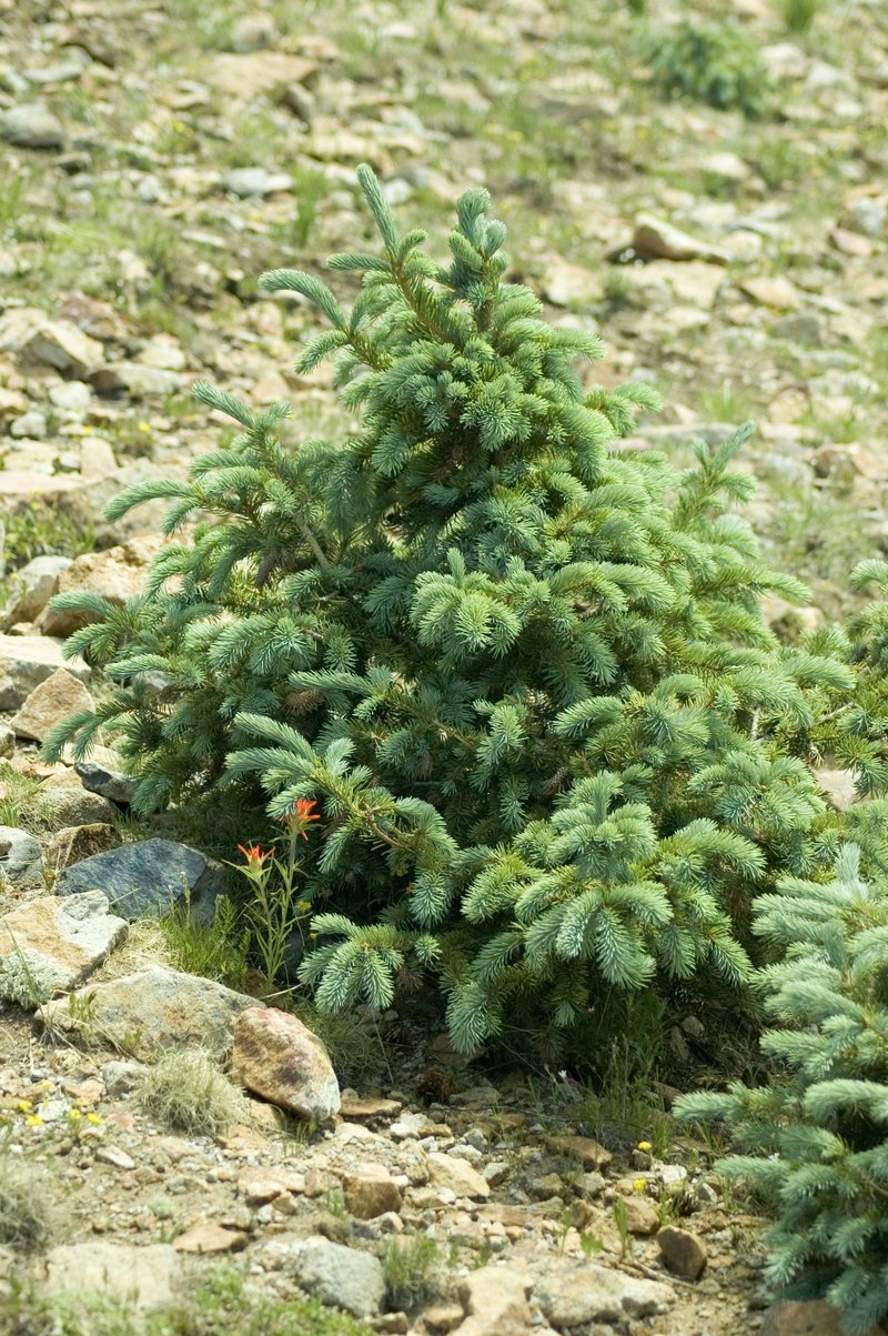 Engelmann Spruce photo 5