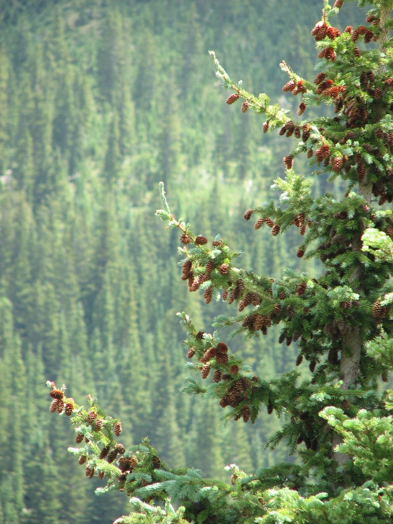 Engelmann Spruce photo 6