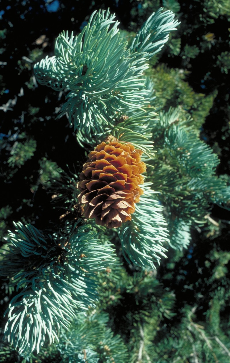Engelmann Spruce photo 7