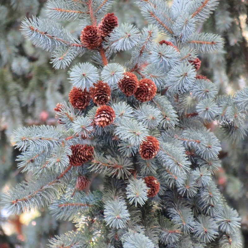 Engelmann Spruce photo 6
