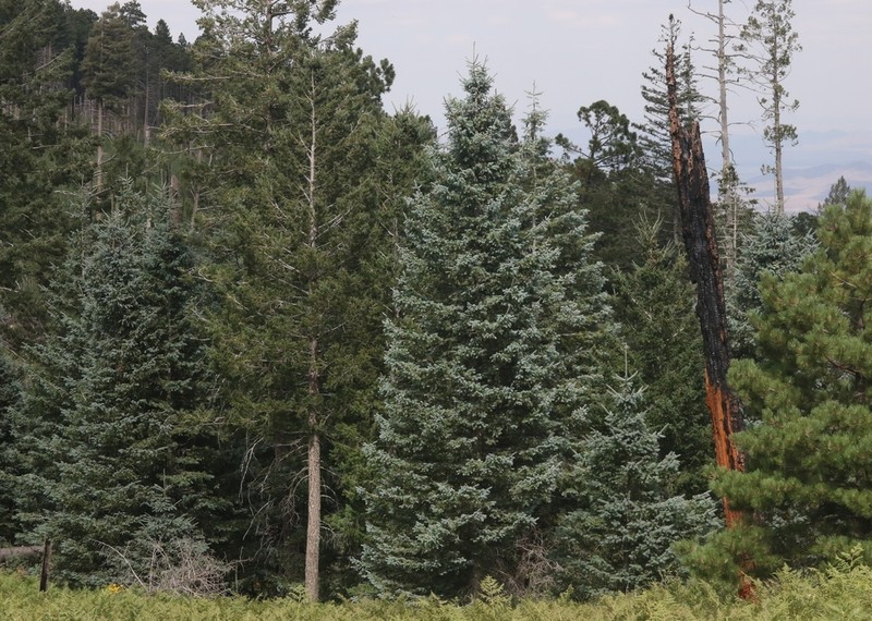 Engelmann Spruce photo 7