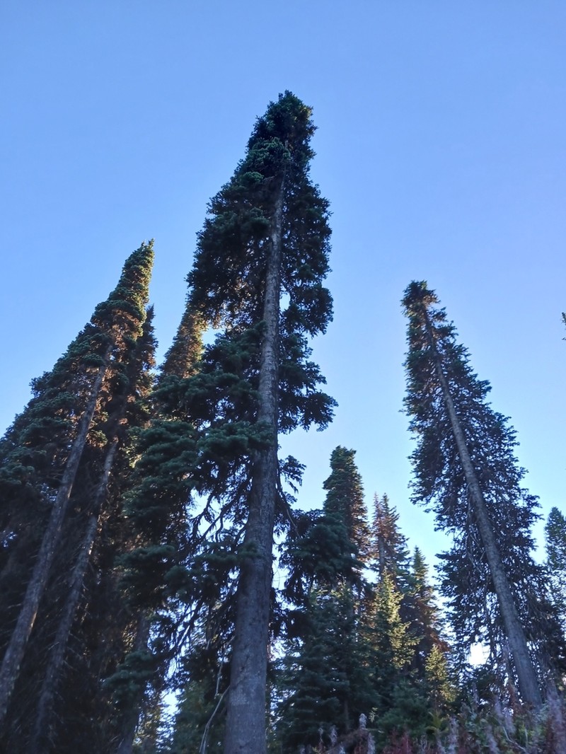 Engelmann Spruce photo 8