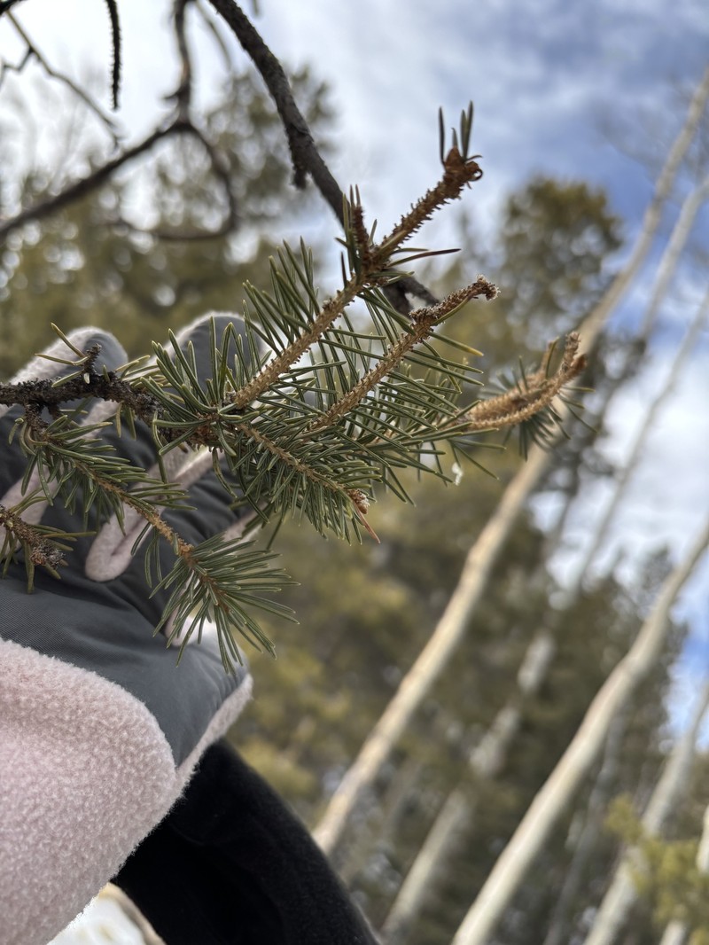 Picea engelmannii subsp. engelmannii