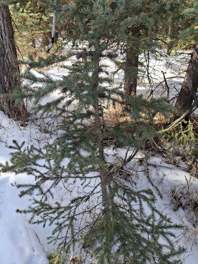 Picea engelmannii subsp. engelmannii photo 4