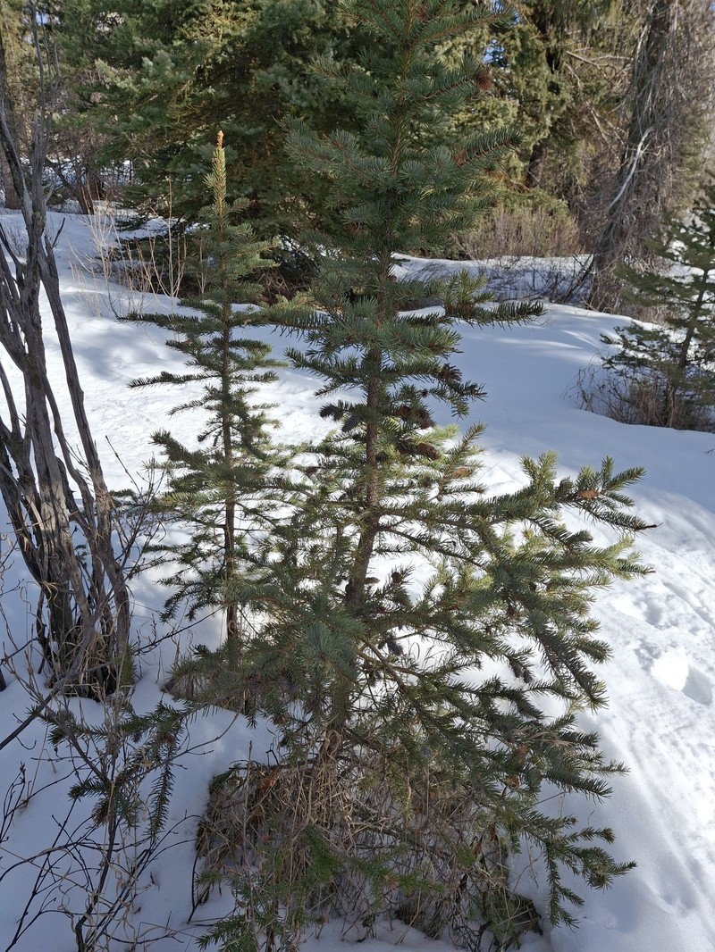 Picea engelmannii subsp. engelmannii photo 7