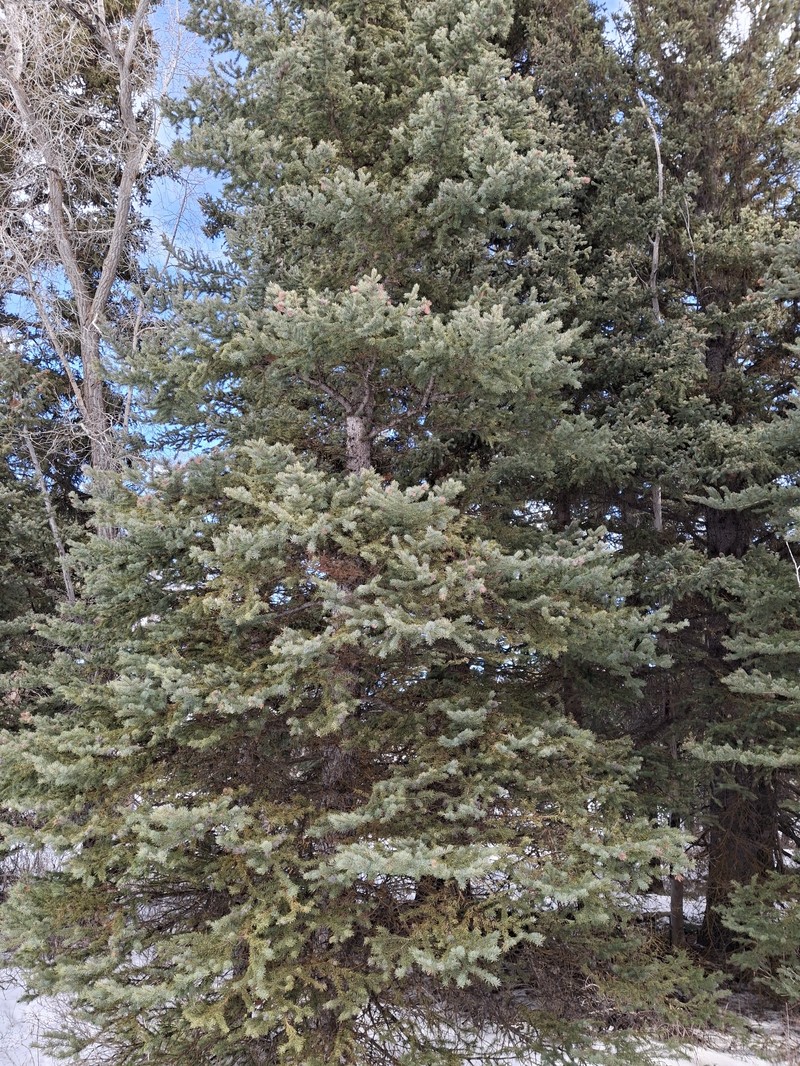 Picea engelmannii subsp. engelmannii photo 8
