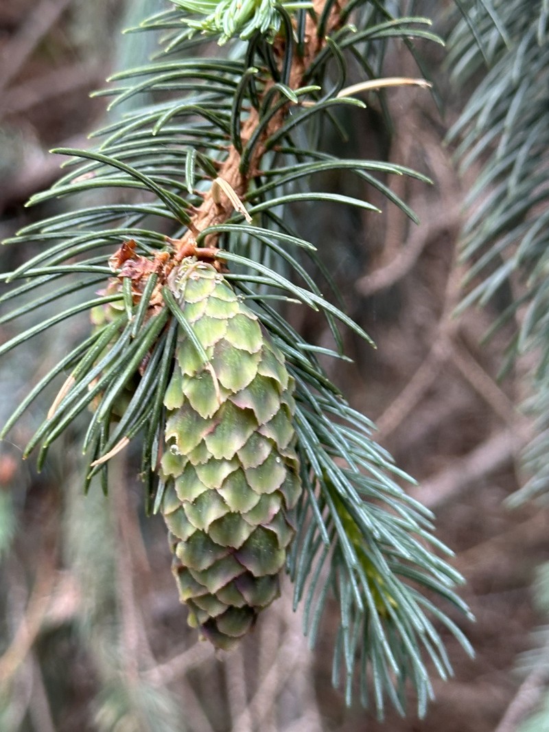 Picea engelmannii subsp. mexicana