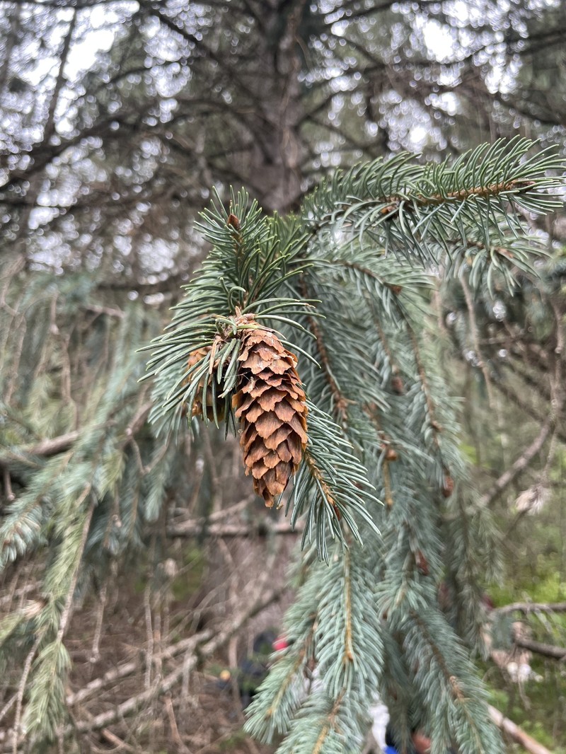 Picea engelmannii subsp. mexicana photo 2