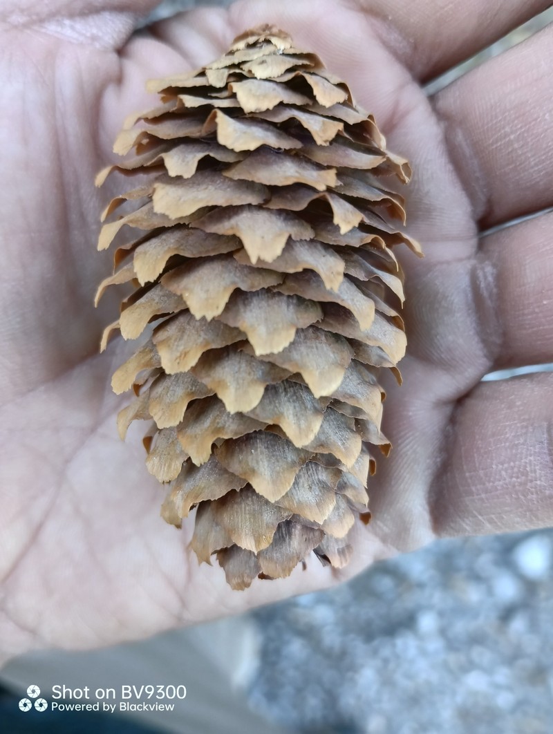 Picea engelmannii subsp. mexicana photo 3