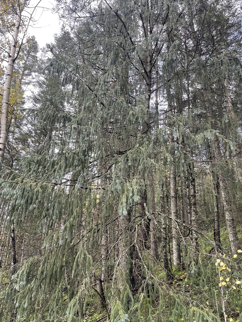 Picea engelmannii subsp. mexicana photo 4