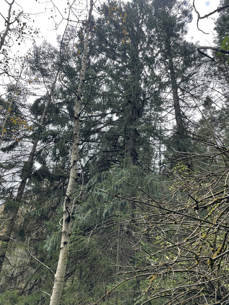 Picea engelmannii subsp. mexicana photo 5