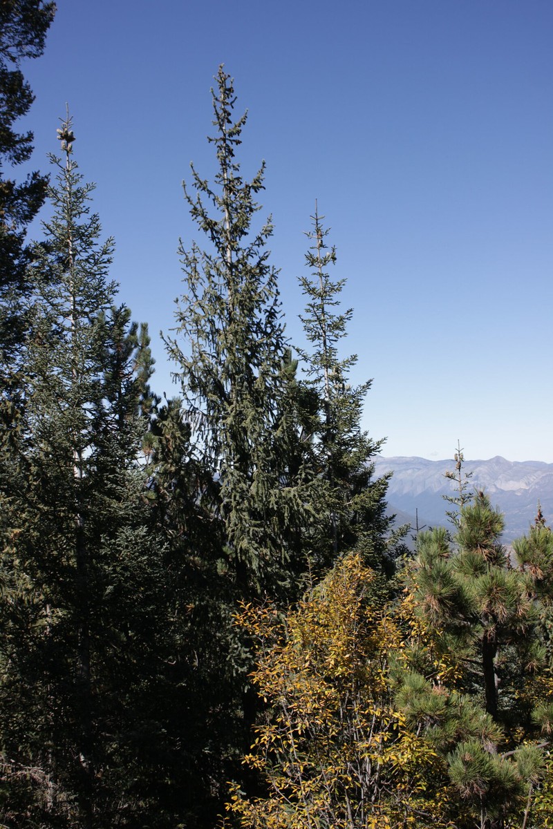 Picea engelmannii subsp. mexicana photo 6