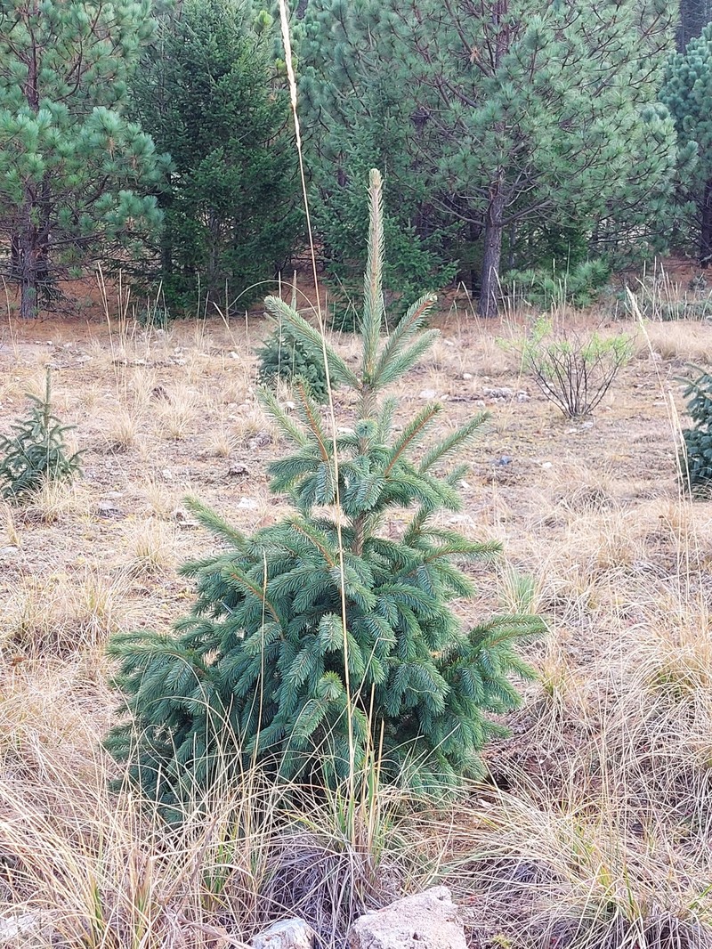 Picea engelmannii subsp. mexicana photo 8