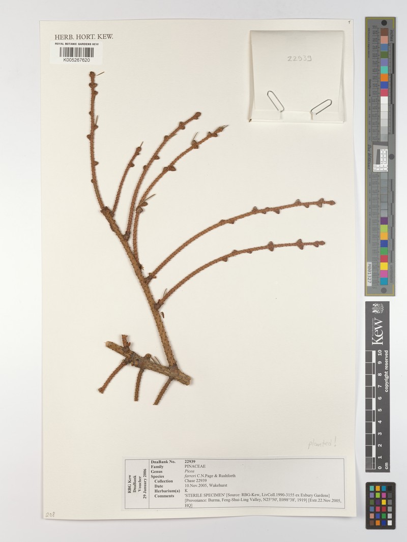 Picea farreri