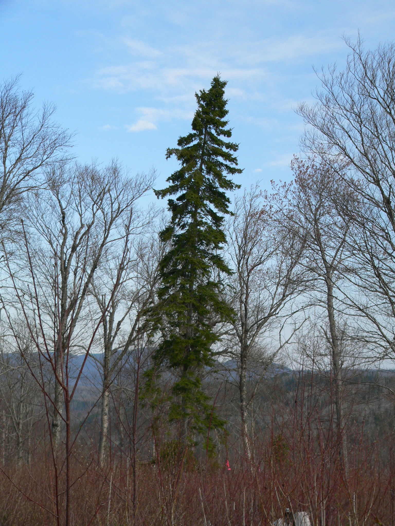 White Spruce photo 2
