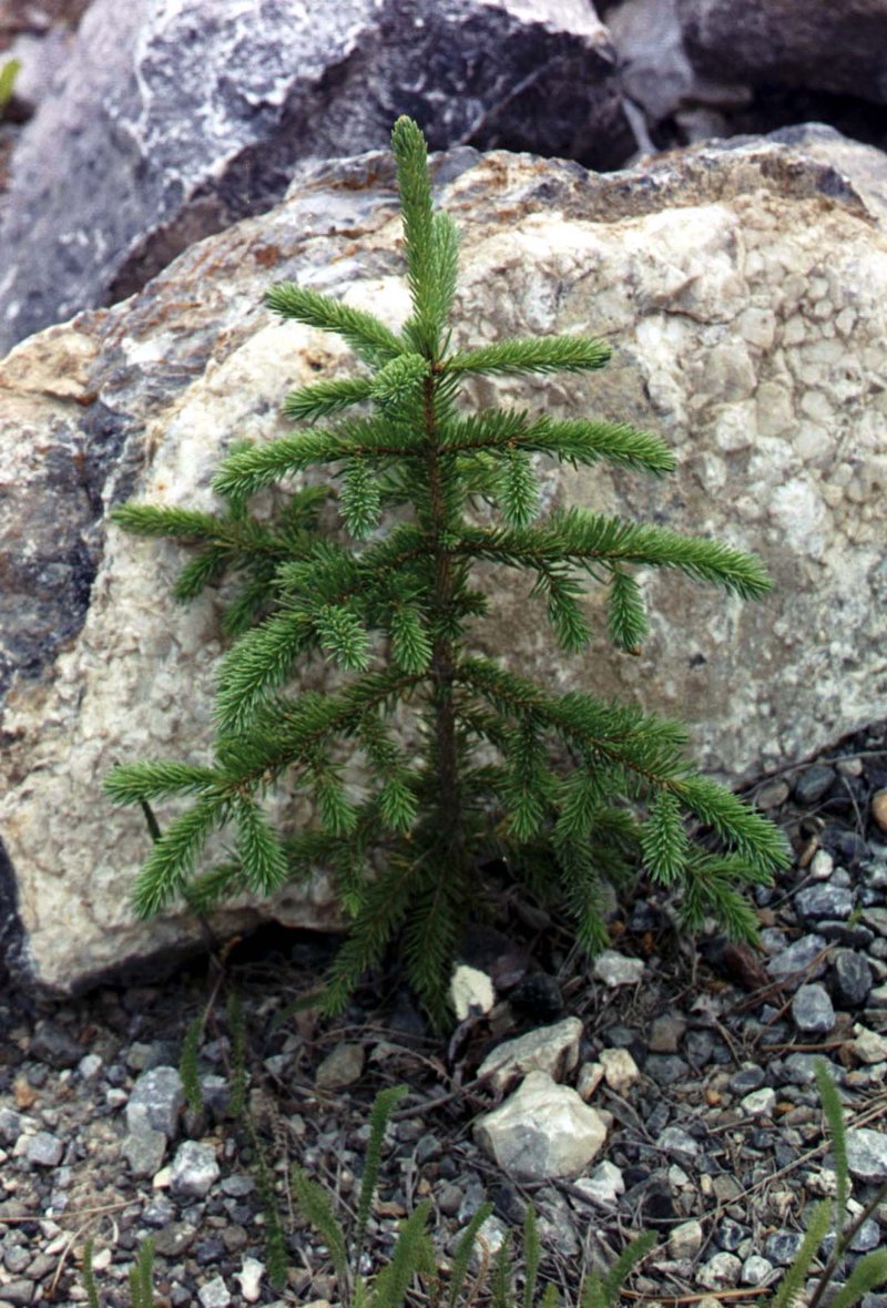 White Spruce photo 3