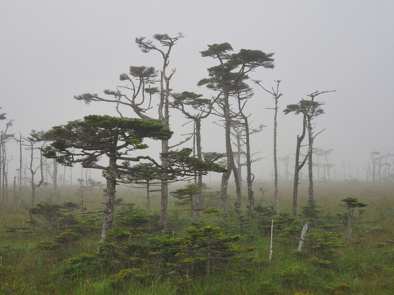 Sakhalin Spruce photo 3