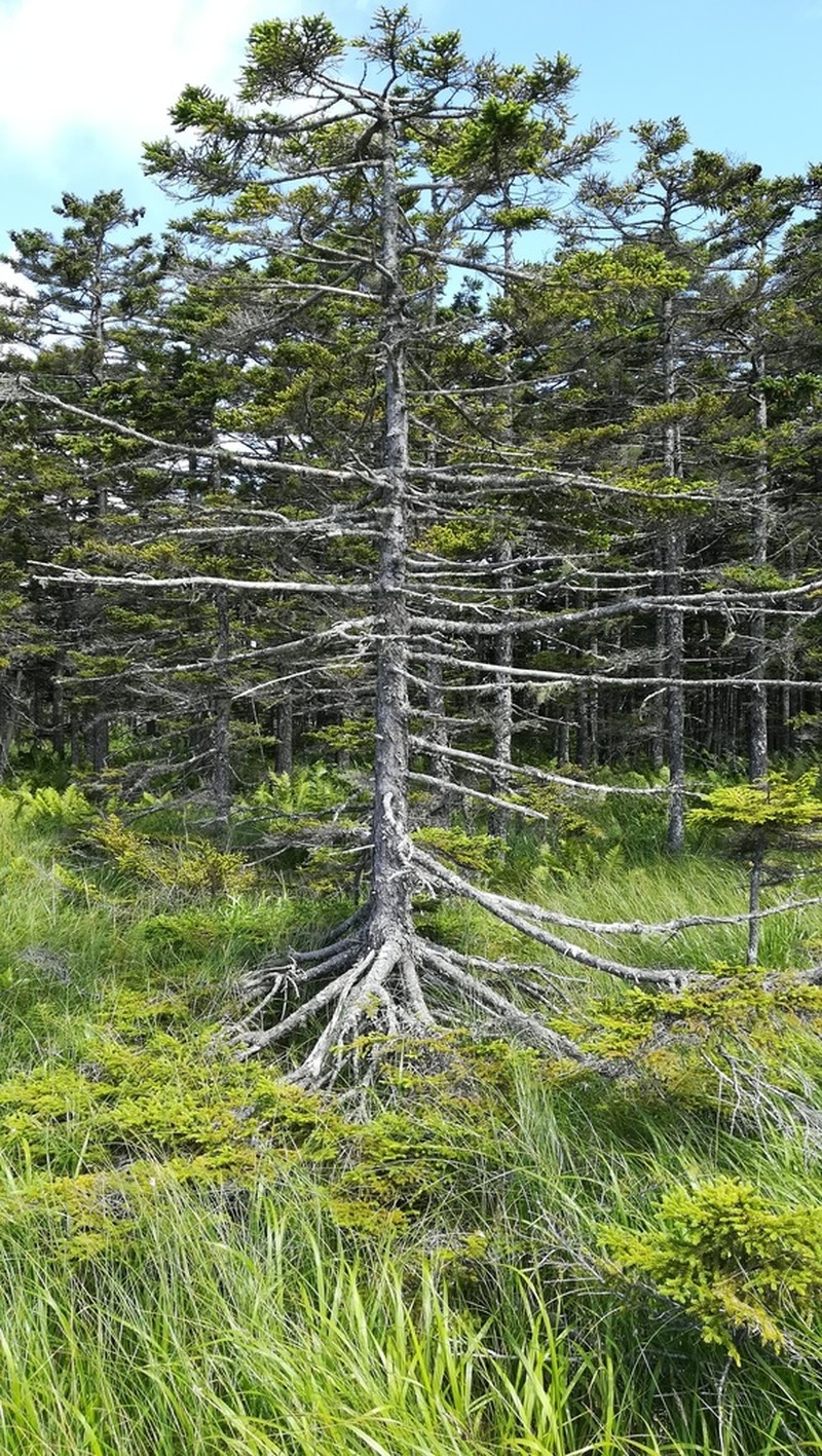 Sakhalin Spruce photo 4