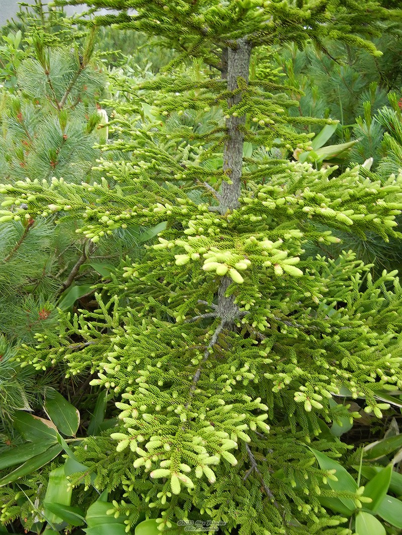 Sakhalin Spruce photo 5