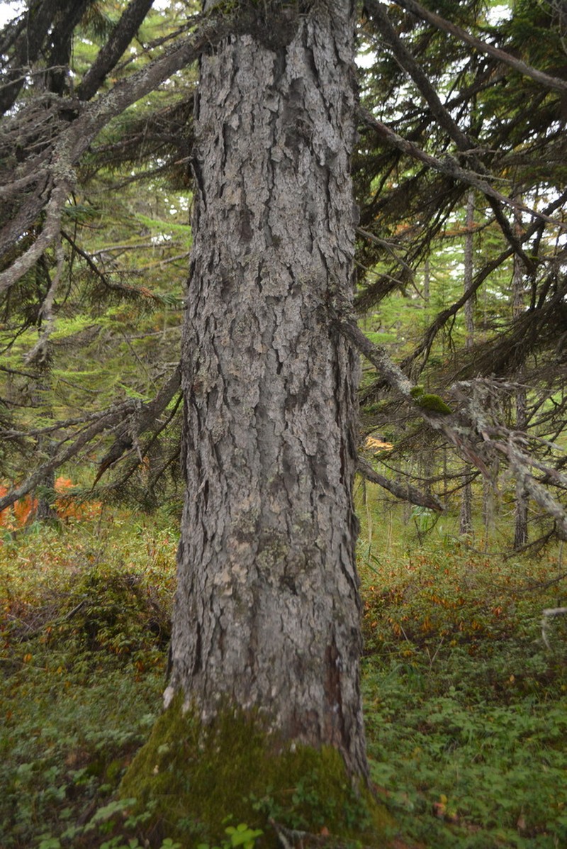 Sakhalin Spruce photo 6
