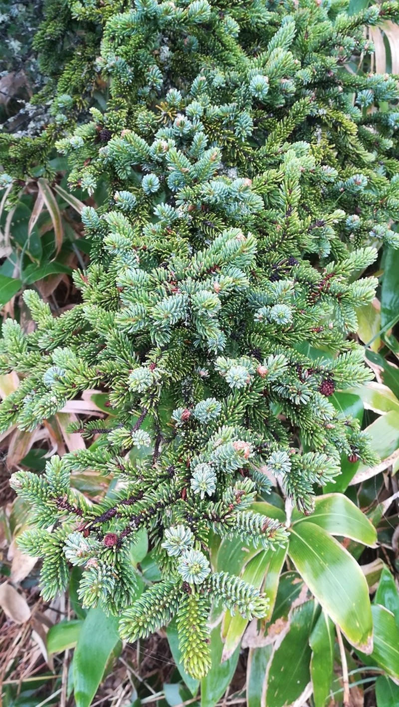 Sakhalin Spruce photo 7