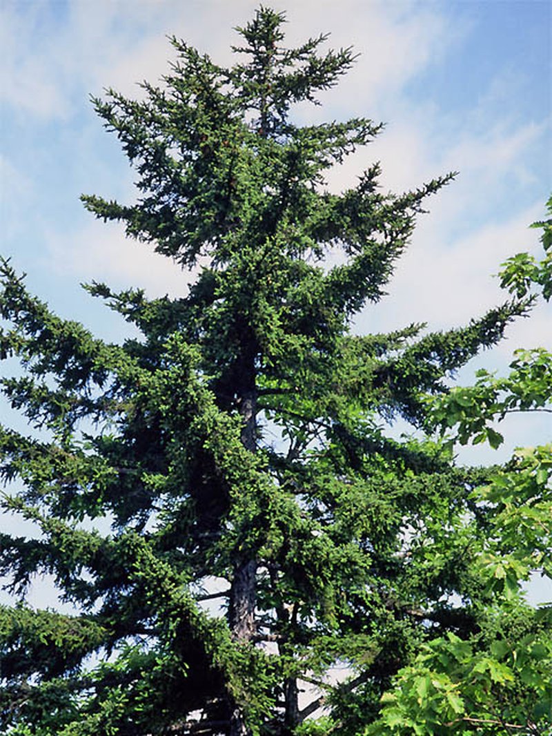 Sakhalin Spruce