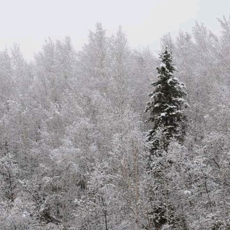 Picea jezoensis photo 2
