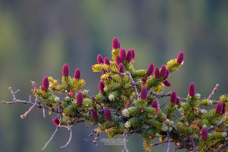 Picea jezoensis photo 3