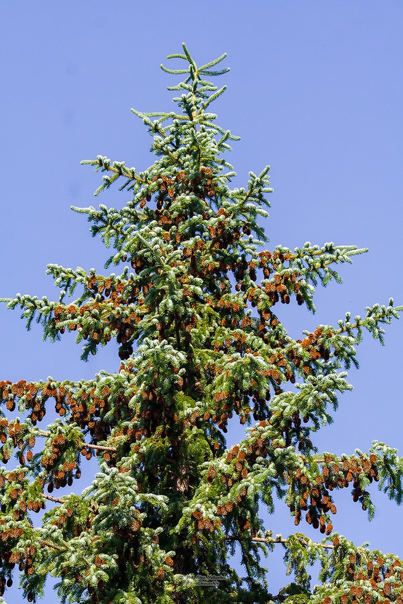 Picea jezoensis photo 5
