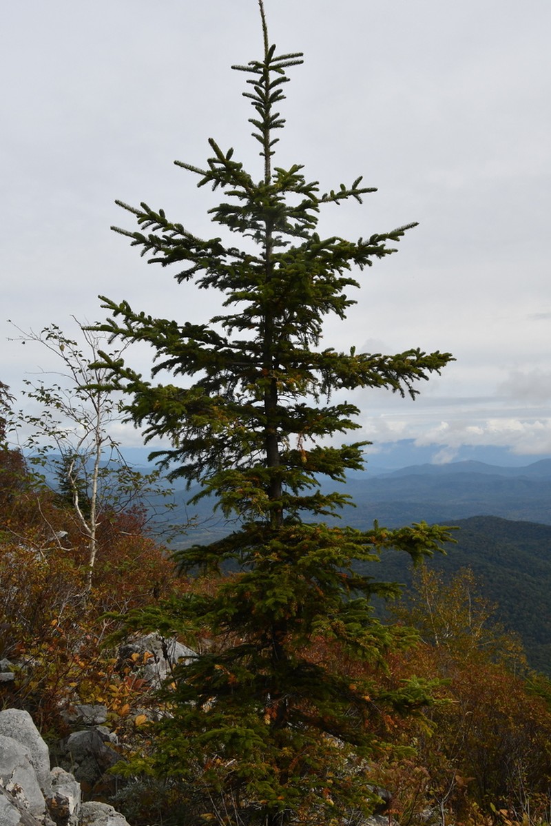 Picea jezoensis photo 6
