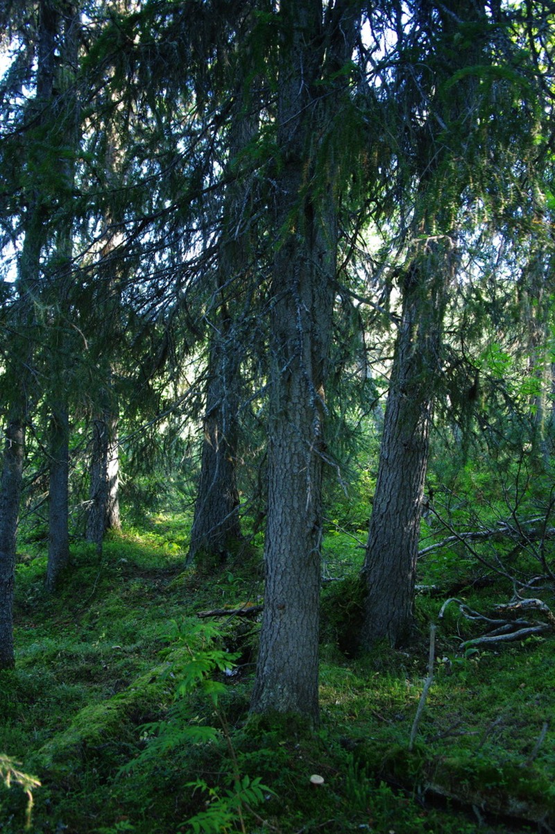 Picea jezoensis photo 7