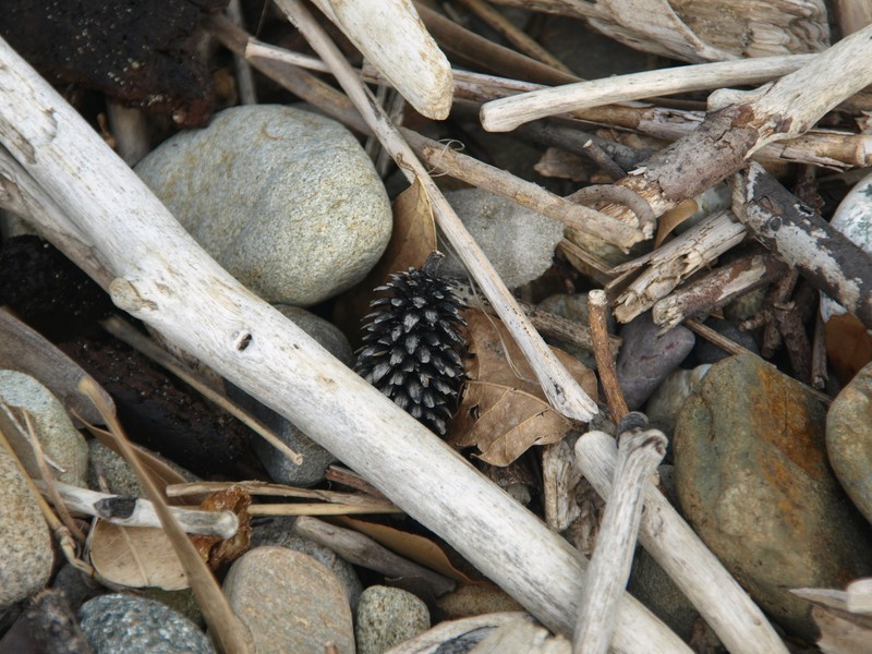 Picea jezoensis subsp. hondoensis