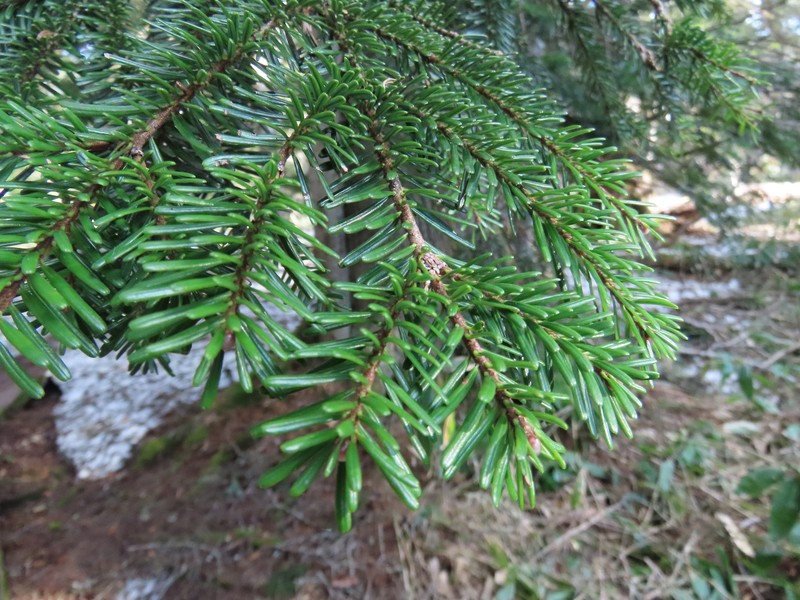 Picea jezoensis subsp. hondoensis photo 2