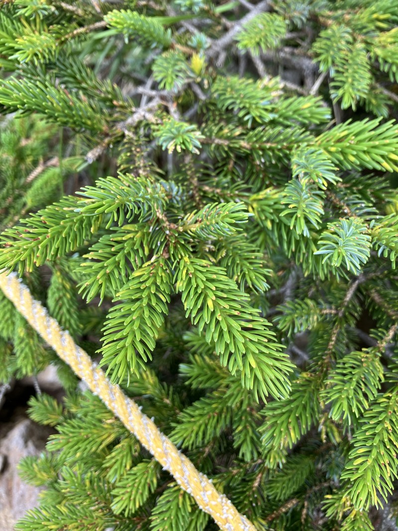 Picea jezoensis subsp. hondoensis photo 3