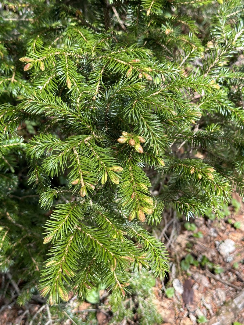 Picea jezoensis subsp. hondoensis photo 5