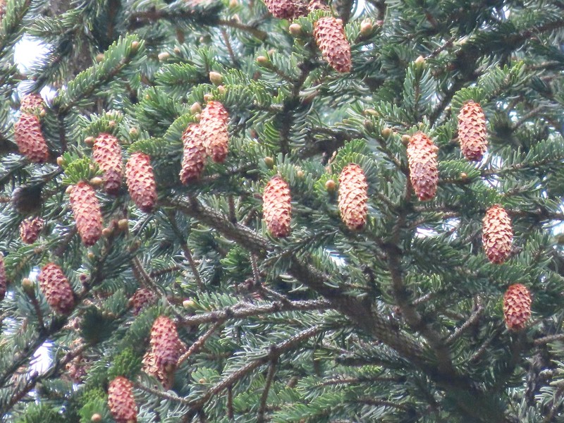 Picea jezoensis subsp. hondoensis photo 6