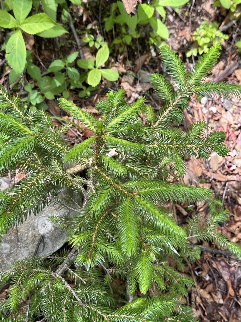Picea jezoensis subsp. hondoensis photo 7