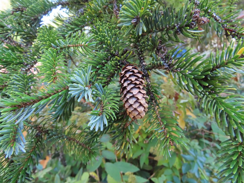 Picea jezoensis subsp. hondoensis photo 8